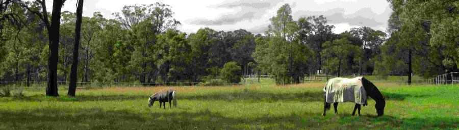 large shared paddock